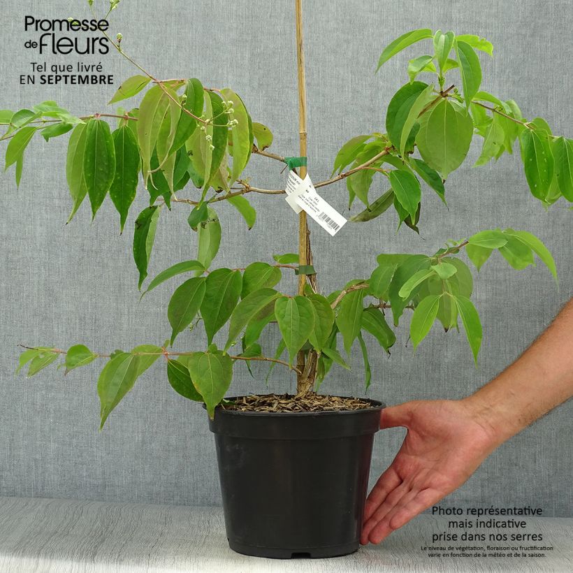 Esemplare di Heptacodium miconioides Temple of Bloom Vaso da 4L/5L come consegnato in autunno