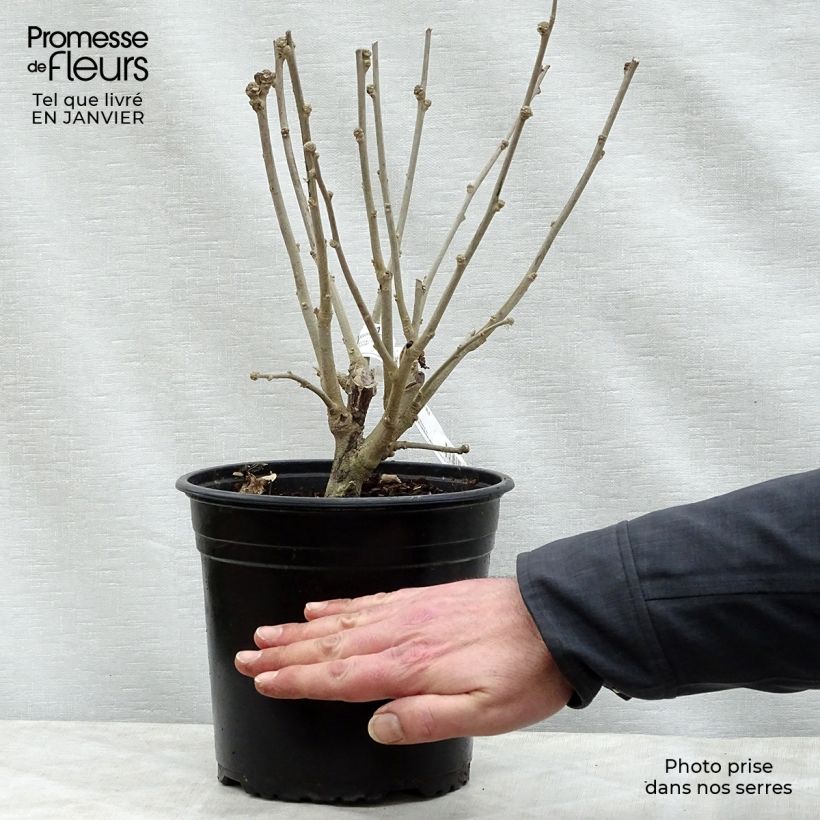 Hibiscus syriacus Russian Violet (II) - Ibisco Vaso da 3L/4L esemplare consegnato in inverno