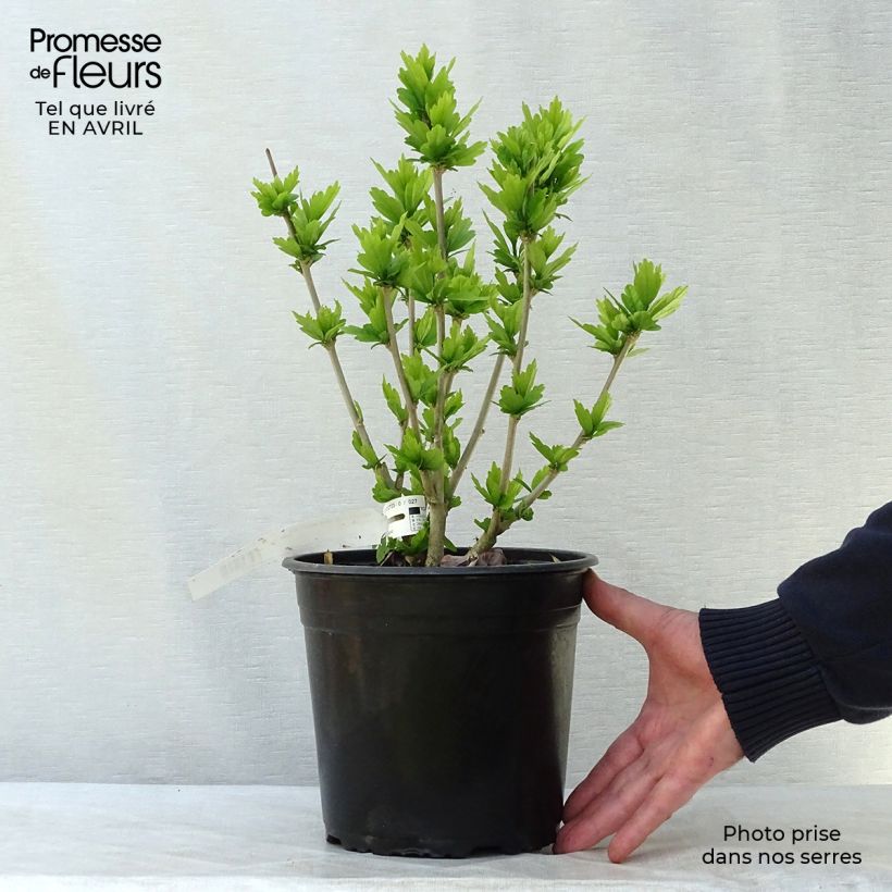 Hibiscus syriacus Russian Violet (II) - Ibisco Vaso da 3L/4L esemplare consegnato in primavera