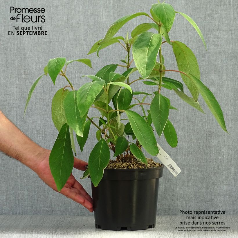 Esemplare di Hydrangea aspera Velvet & Lace - Ortensia Vaso da 4L/5L come consegnato in autunno