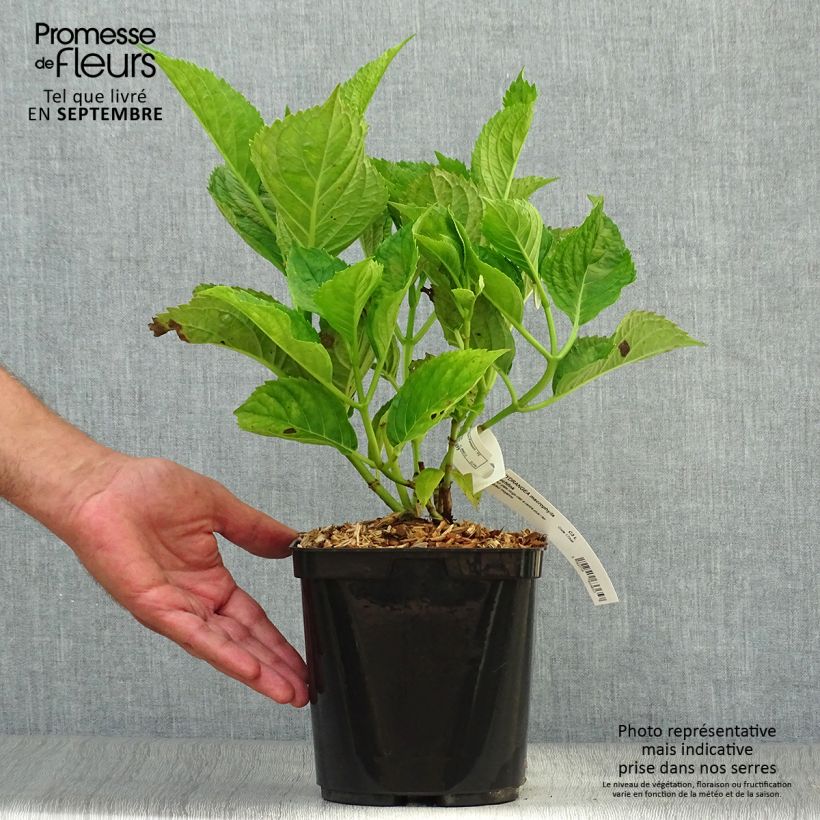 Esemplare di Hydrangea macrophylla Buchfink - Ortensia Vaso da 2L/3L come consegnato in autunno