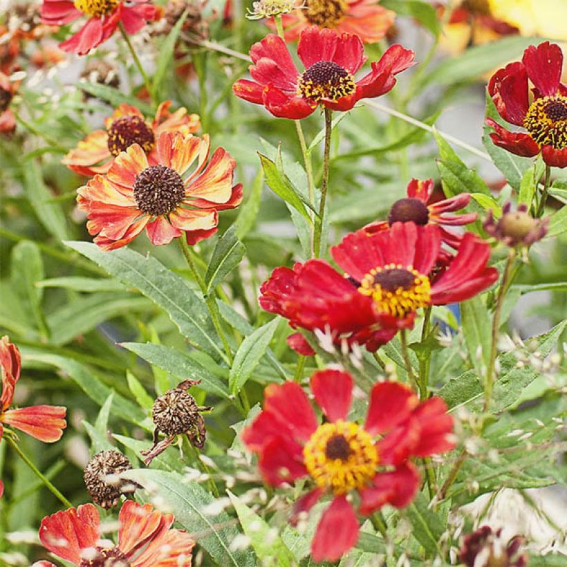 Helenium Rubinzwerg (Fioritura)
