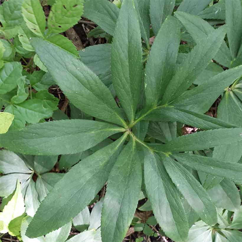 Helleborus dumetorum - Elleboro (Fogliame)