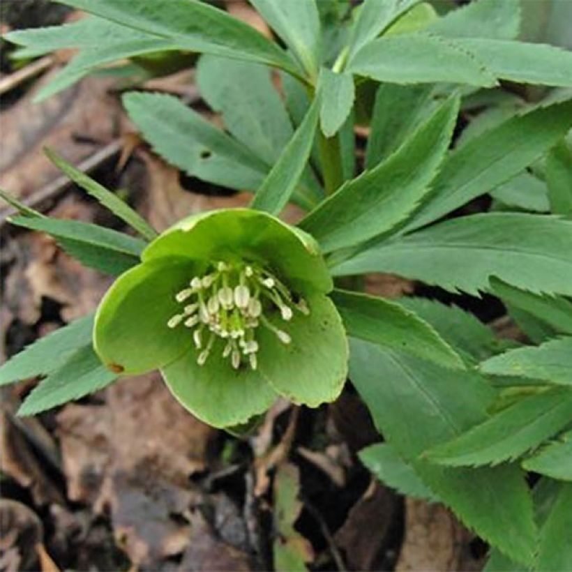 Helleborus dumetorum - Elleboro (Fioritura)