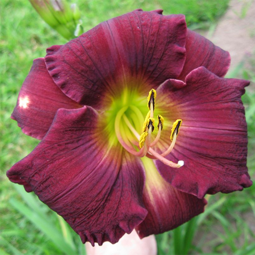 Hemerocallis Bela Lugosi - Emerocallide (Fioritura)