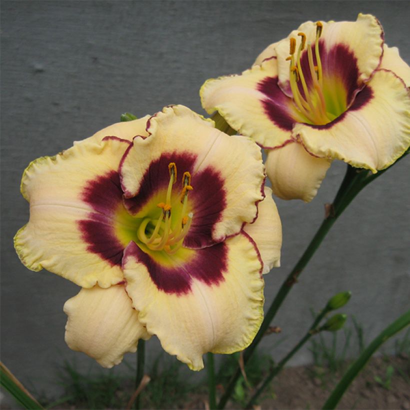 Hemerocallis Canadian Border Patrol - Emerocallide (Fioritura)