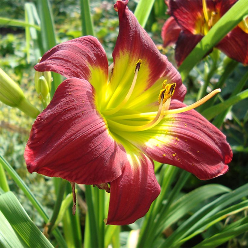 Hemerocallis Christmas Is - Emerocallide (Fioritura)