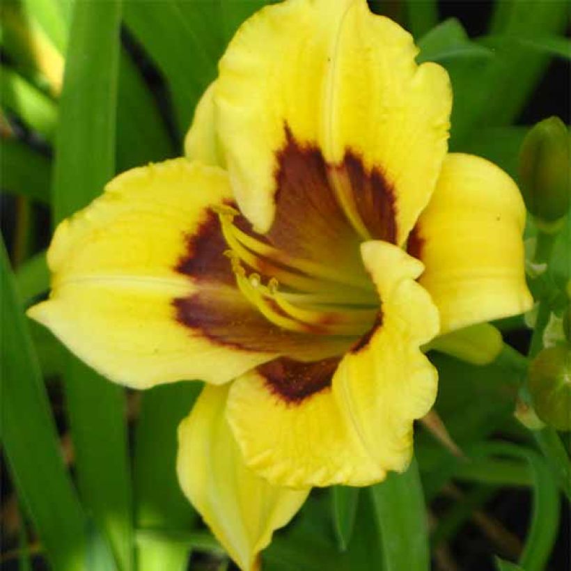Hemerocallis Jason Salter - Emerocallide (Fioritura)