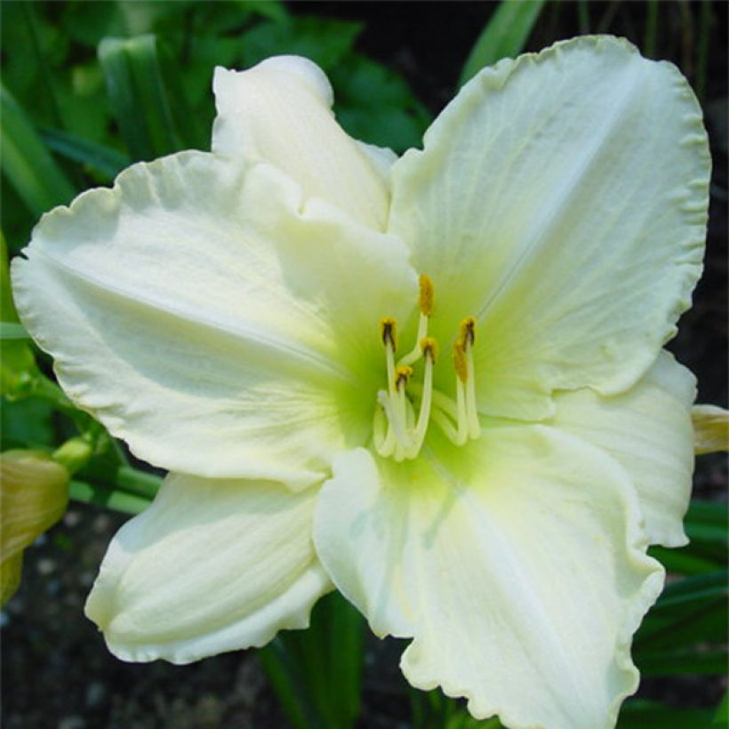 Hemerocallis Lime Frost - Emerocallide (Fioritura)