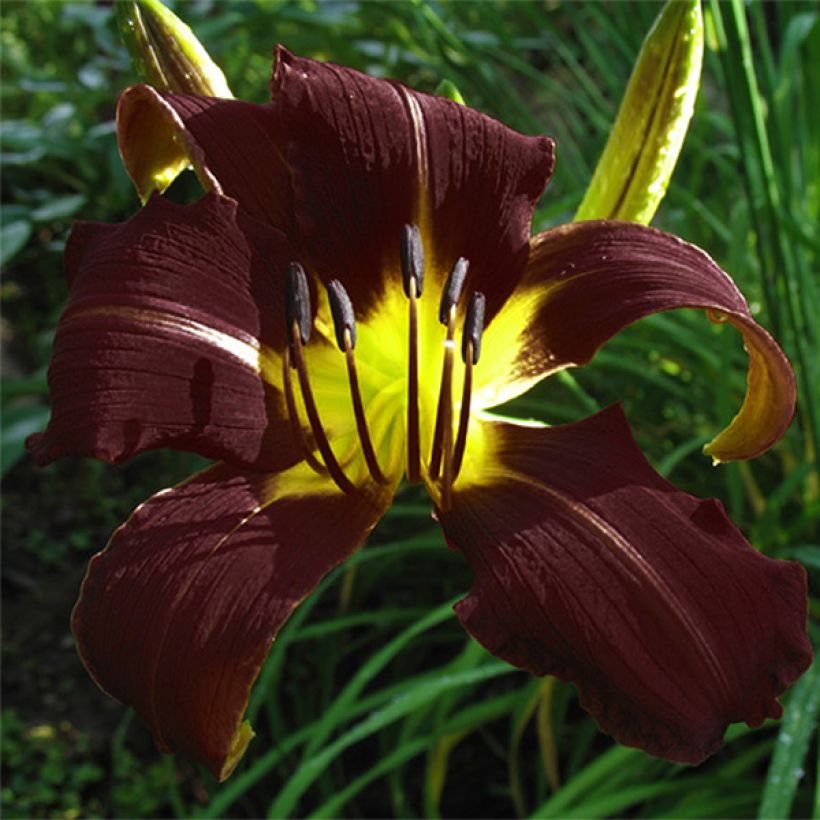 Hemerocallis Midnight Magic - Emerocallide (Fioritura)