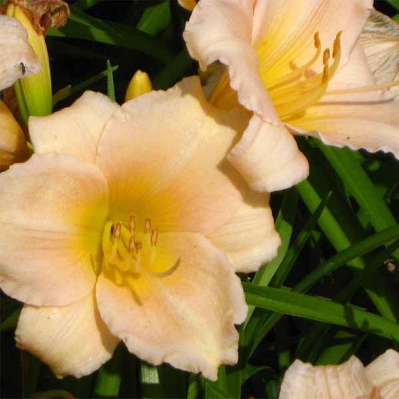 Hemerocallis Mini Pearl - Emerocallide (Fioritura)