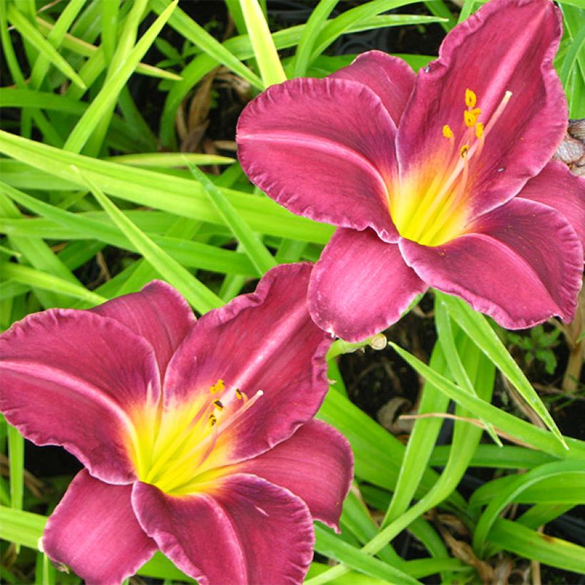 Hemerocallis Olive Bailey Langdon - Emerocallide (Fioritura)
