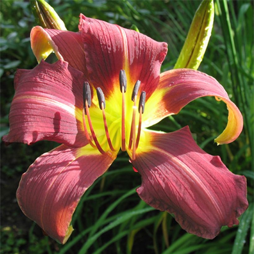 Hemerocallis Purple Magic - Emerocallide (Fioritura)