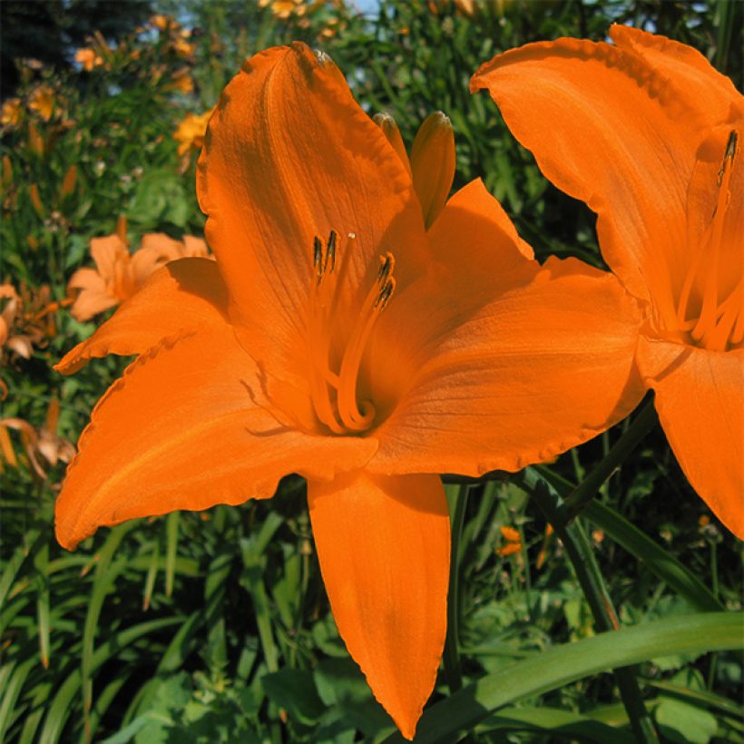 Hemerocallis Rainbow Gold - Emerocallide (Fioritura)