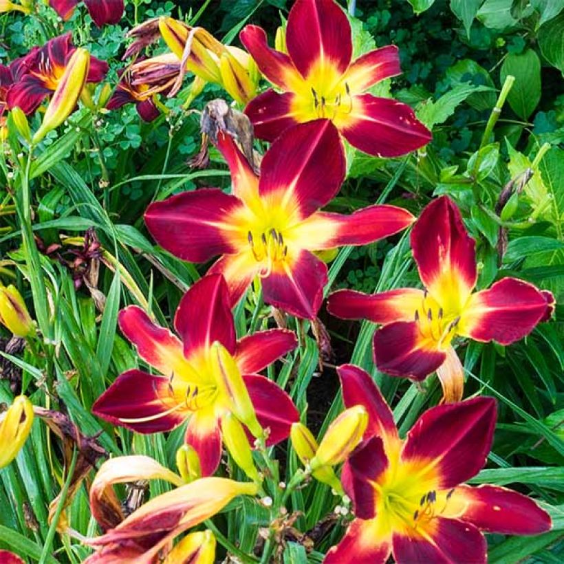 Hemerocallis Ruby Spider - Emerocallide (Fioritura)