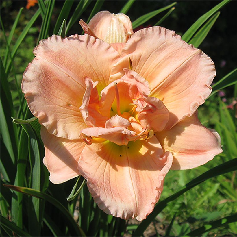 Hemerocallis Siloam Double Classic - Emerocallide (Fioritura)