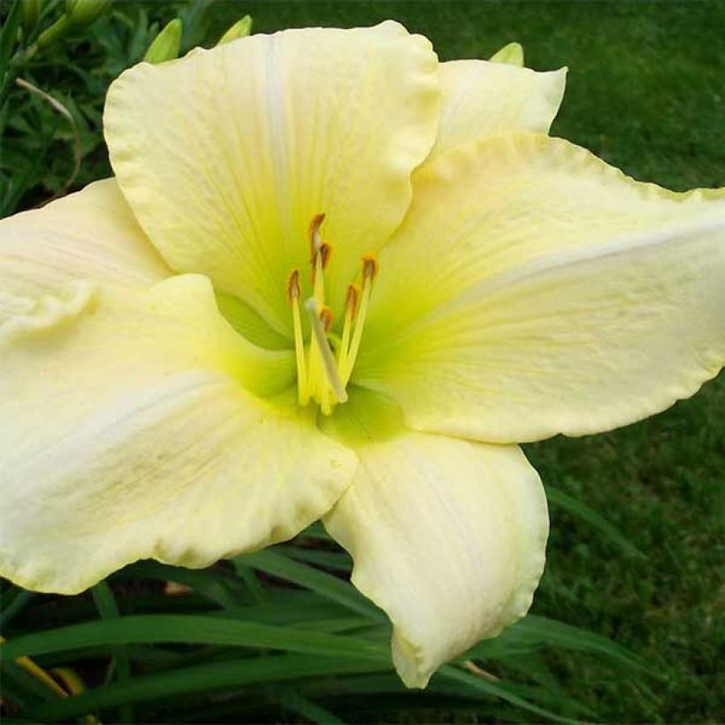 Hemerocallis Snowy Apparition - Emerocallide (Fioritura)