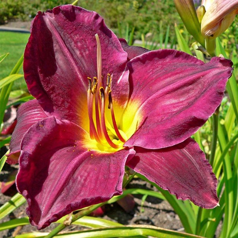 Hemerocallis Strutter's Ball - Emerocallide (Fioritura)