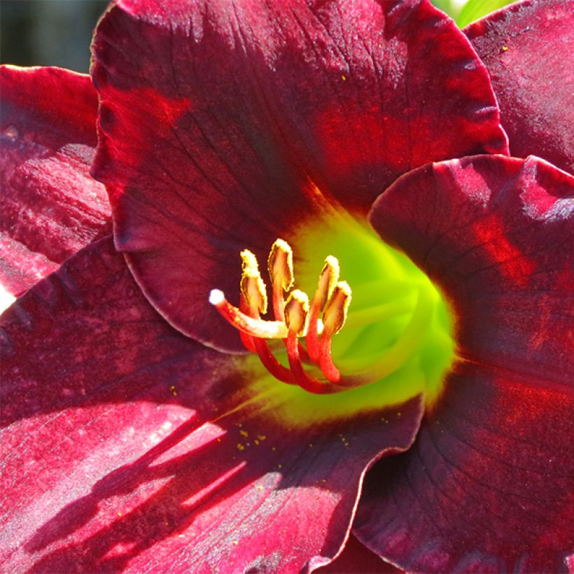 Hemerocallis Vintage Bordeaux - Emerocallide (Fioritura)