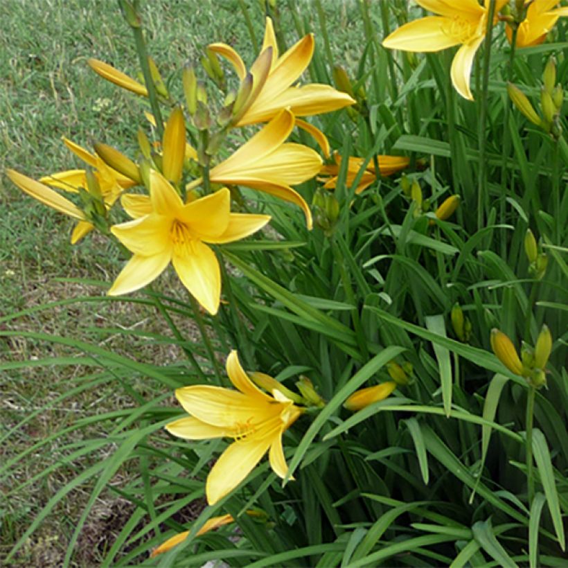 Hemerocallis citrina - Emerocallide (Fioritura)