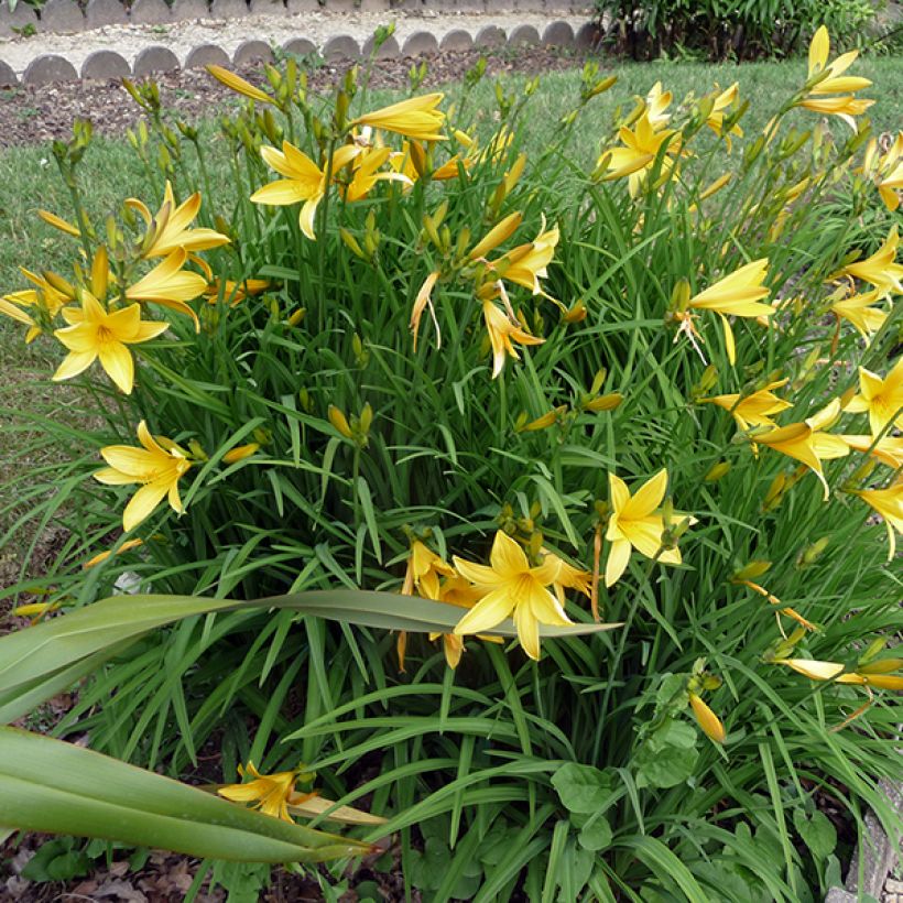 Hemerocallis citrina - Emerocallide (Porto)