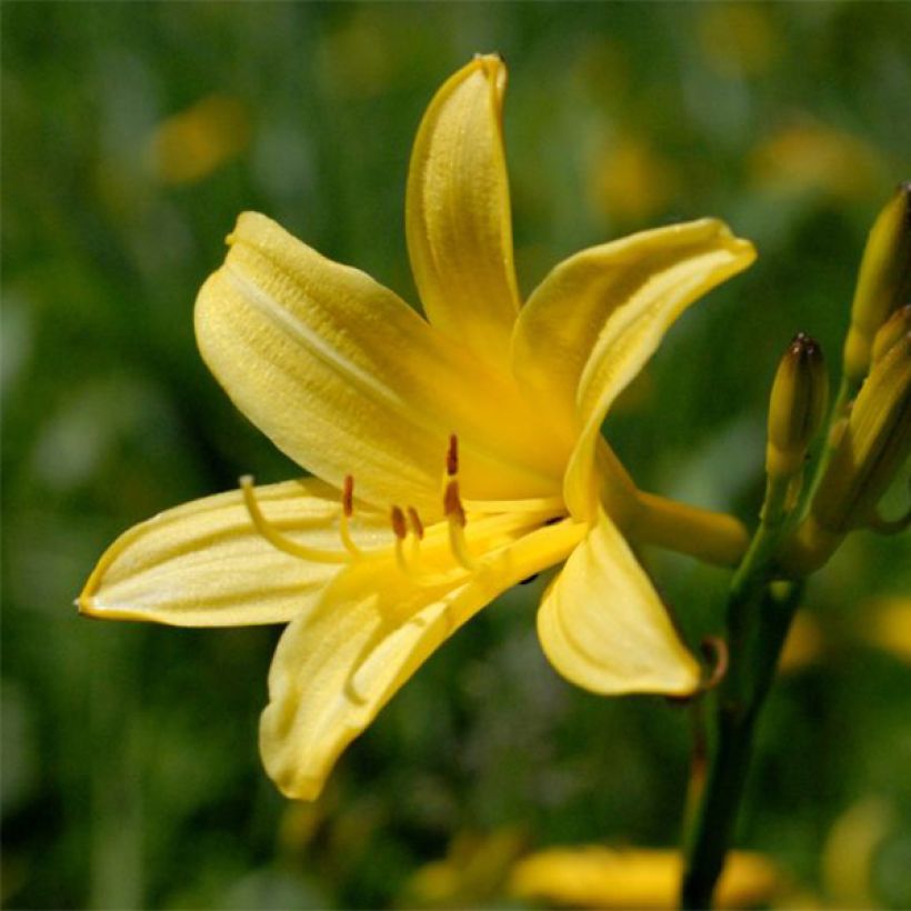 Hemerocallis lilioasphodelus - Giglio dorato (Fioritura)