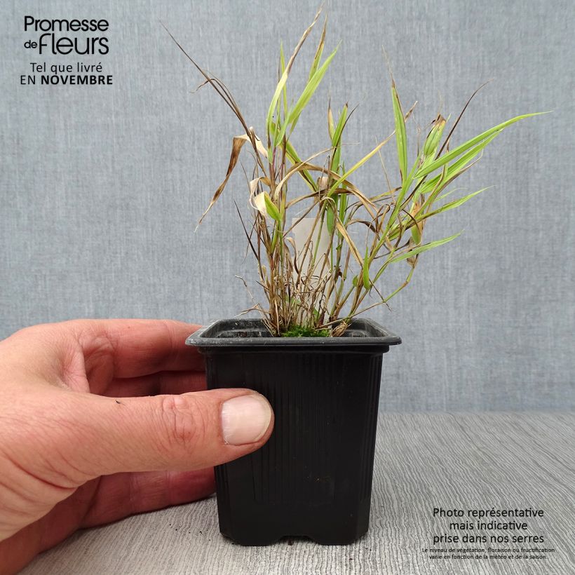 Esemplare di Hakonechloa macra Aureola - Erba della foresta giapponese Vasetto da 8/9 cm come consegnato in autunno