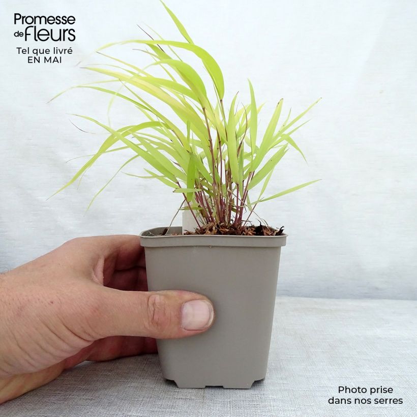 Hakonechloa macra Sunflare - Erba della foresta giapponese Vasetto da 8/9 cm esemplare consegnato in primavera