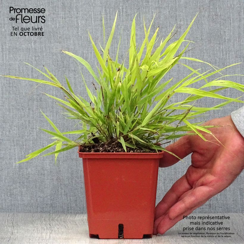 Esemplare di Hakonechloa macra Sunflare - Erba della foresta giapponese Vaso da 1L/1,5L come consegnato in autunno