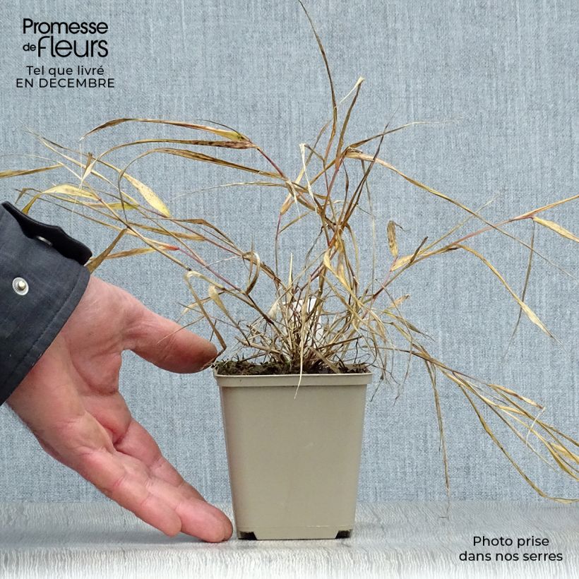 Hakonechloa macra Sunflare - Erba della foresta giapponese Vaso da 1L/1,5L esemplare consegnato in inverno