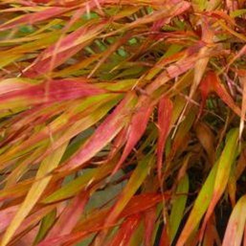 Hakonechloa macra Nicolas - Erba della foresta giapponese (Fogliame)