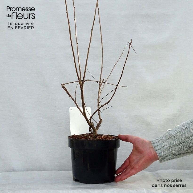 Halesia carolina Vaso da 2L/3L esemplare consegnato in inverno