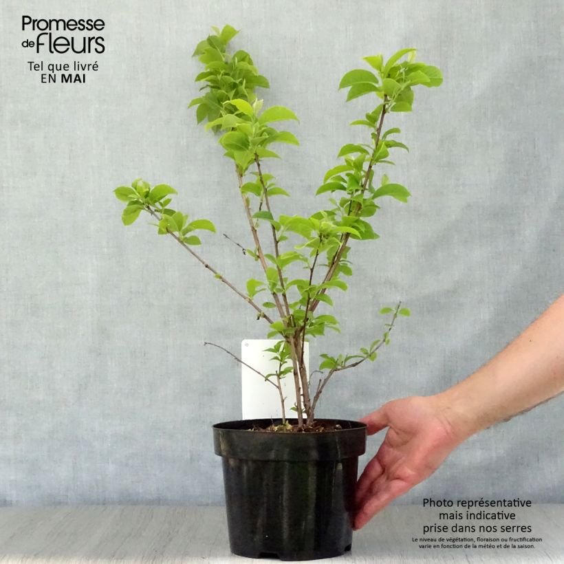 Halesia carolina Vaso da 2L/3L esemplare consegnato in primavera