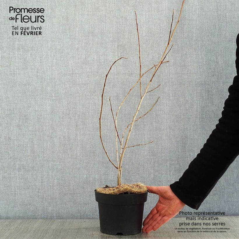 Halesia carolina UConn Wedding Bells Vaso da 2L/3L esemplare consegnato in inverno