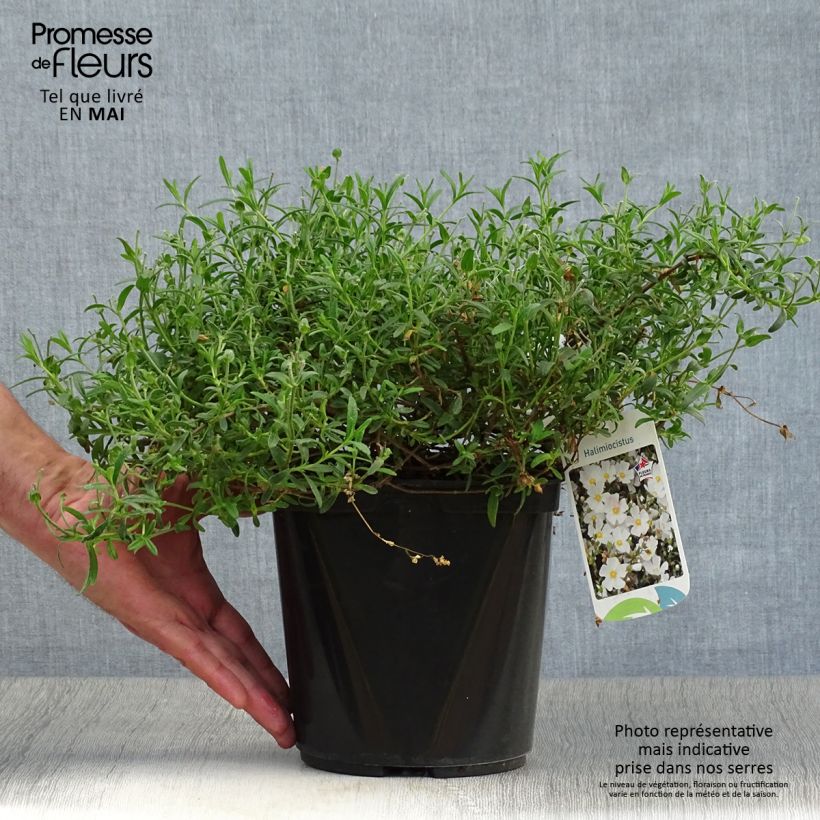 Halimiocistus sahucii Vaso da 4L/5L esemplare consegnato in primavera