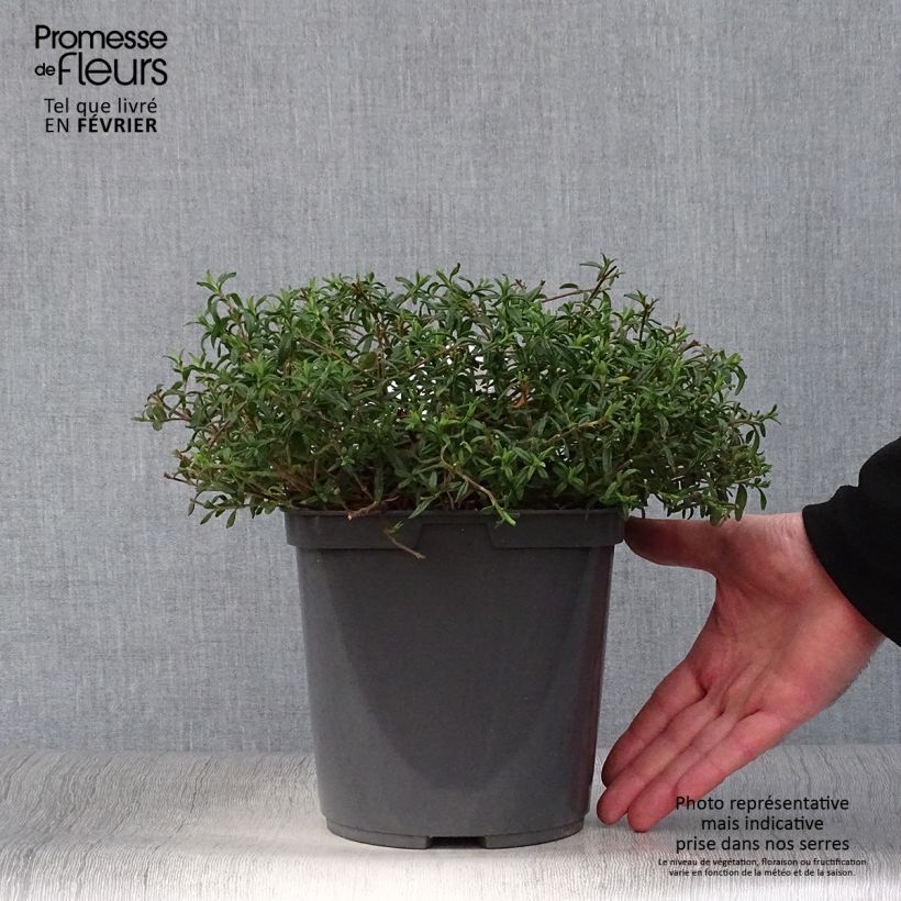 Halimiocistus sahucii Vaso da 4L/5L esemplare consegnato in inverno