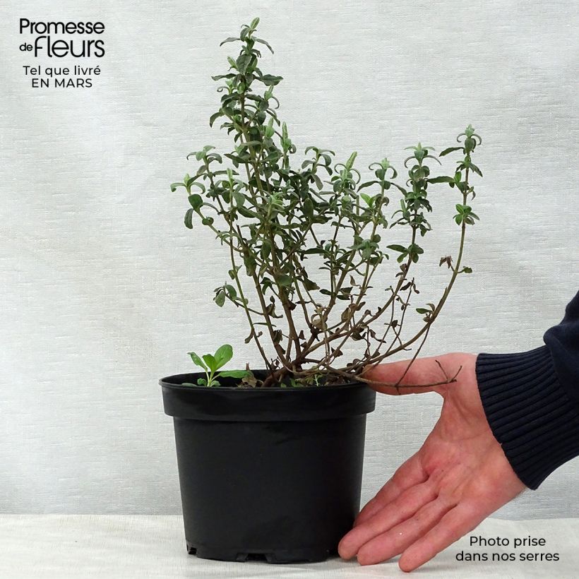 Halimiocistus wintonensis Merrist Wood Cream Vaso da 2L/3L esemplare consegnato in primavera