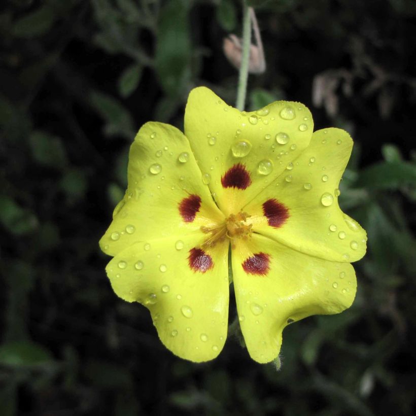 Halimium lasianthum subsp. formosum (Fioritura)