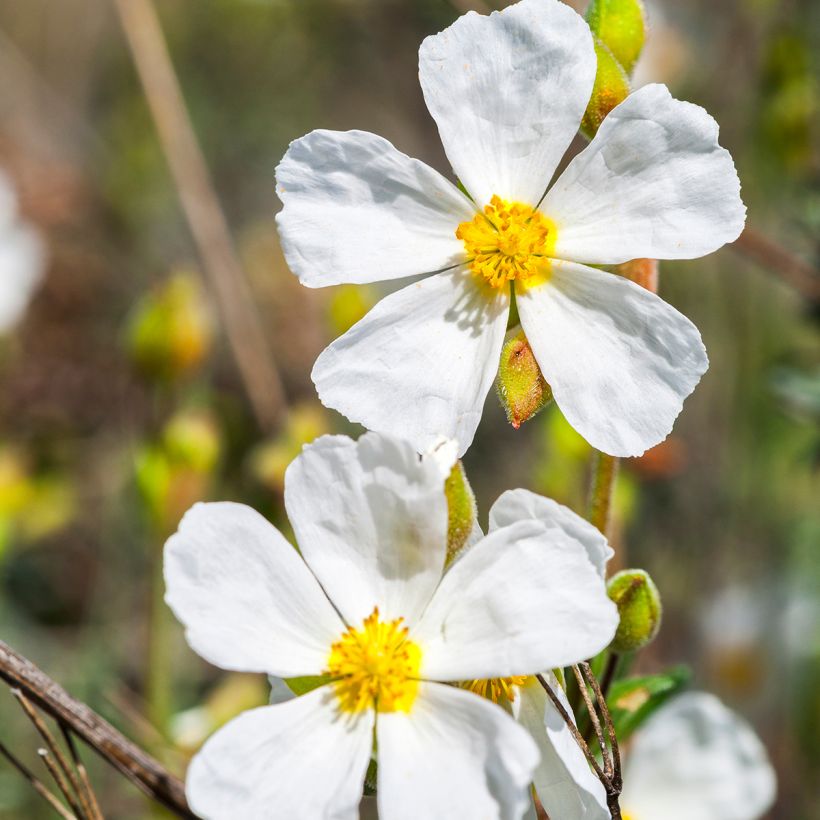 Halimium umbellatum April Snow (Fioritura)
