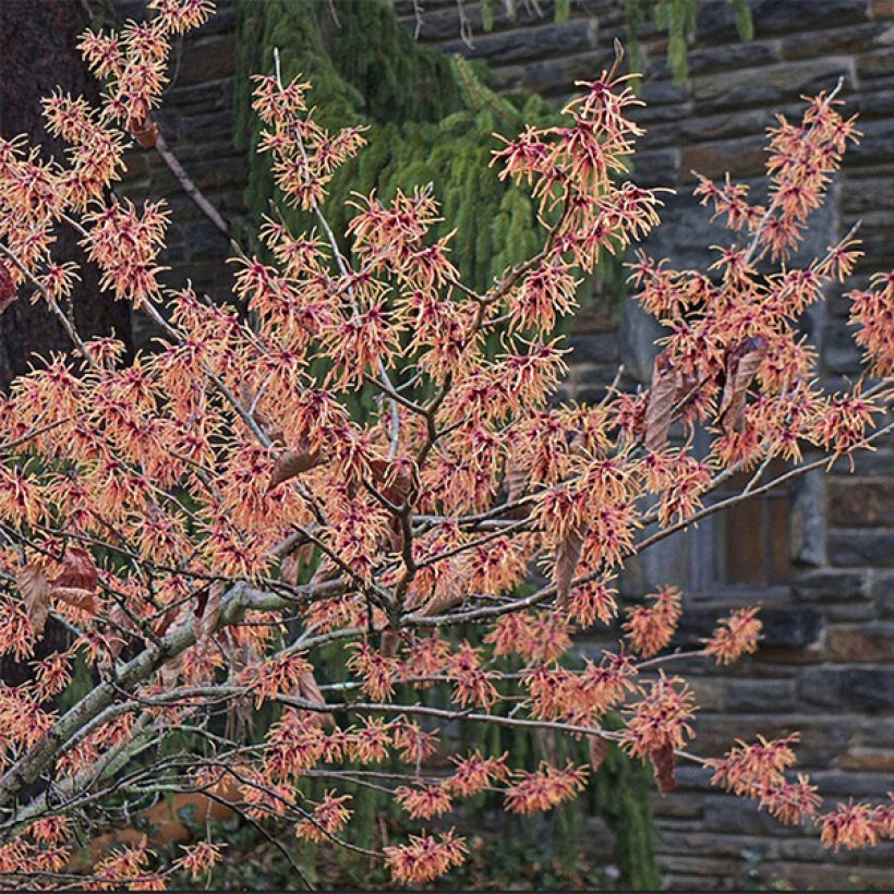 Hamamelis intermedia Feuerzauber - Amamelide (Fioritura)