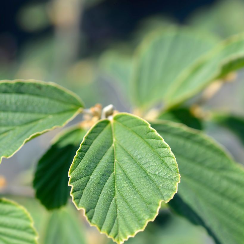 Hamamelis intermedia Arnold Promise - Amamelide (Fogliame)