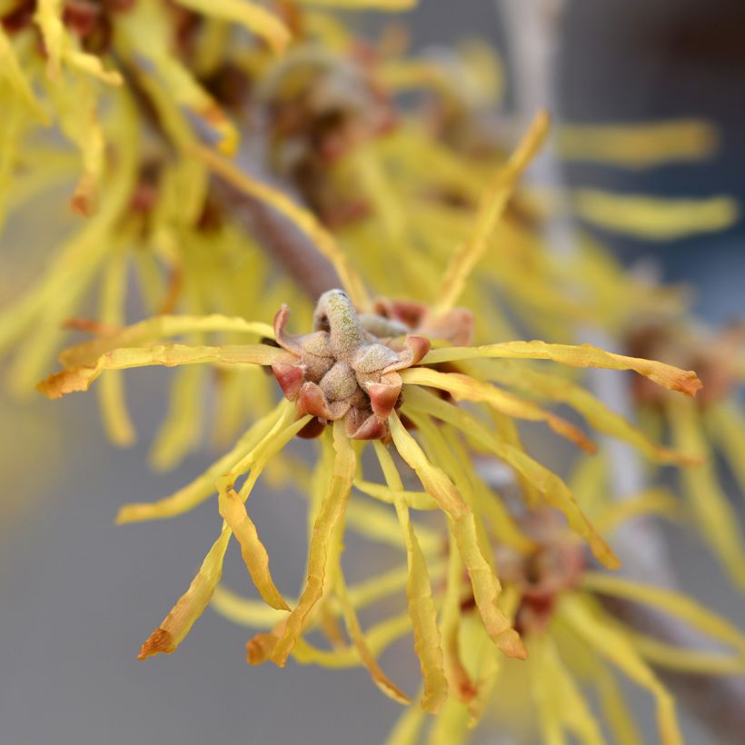 Hamamelis intermedia Arnold Promise - Amamelide (Fioritura)