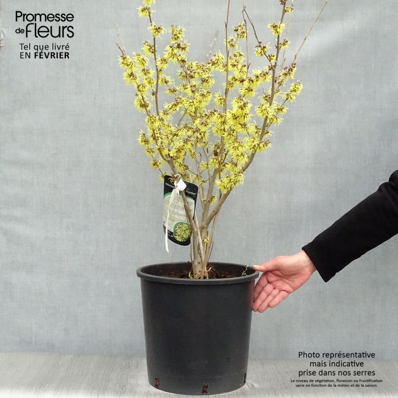 Hamamelis intermedia Arnold Promise - Amamelide Vaso da 18L/20L esemplare consegnato in inverno