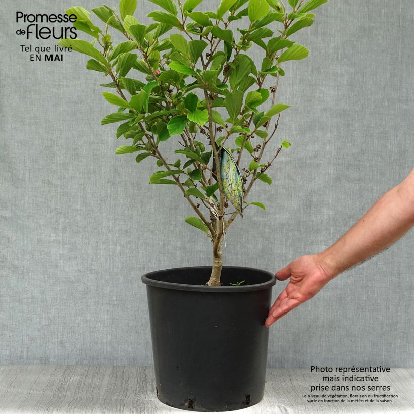 Hamamelis intermedia Arnold Promise - Amamelide Vaso da 18L/20L esemplare consegnato in primavera