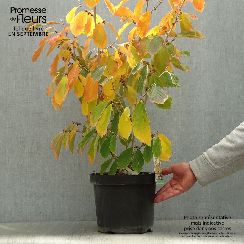 Esemplare di Hamamelis intermedia Arnold Promise - Amamelide Vaso da 4L/5L come consegnato in autunno