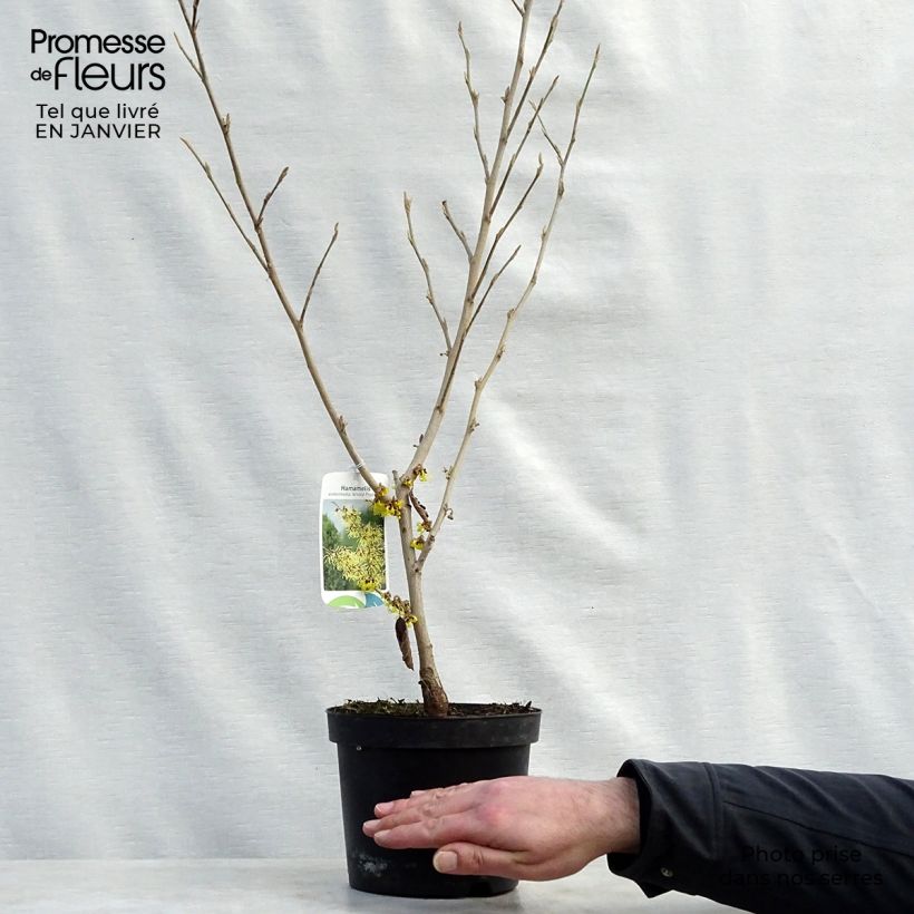 Hamamelis intermedia Arnold Promise - Amamelide Vaso da 4L/5L esemplare consegnato in inverno