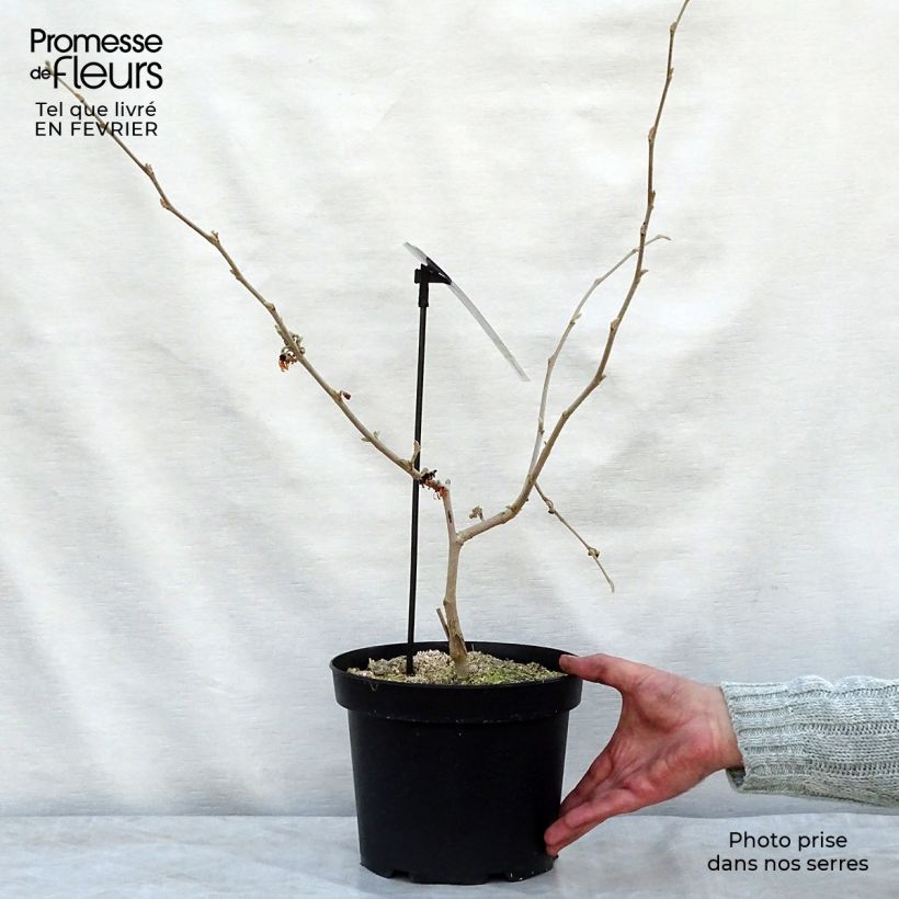 Hamamelis intermedia Diane - Amamelide Vaso da 4L/5L esemplare consegnato in inverno