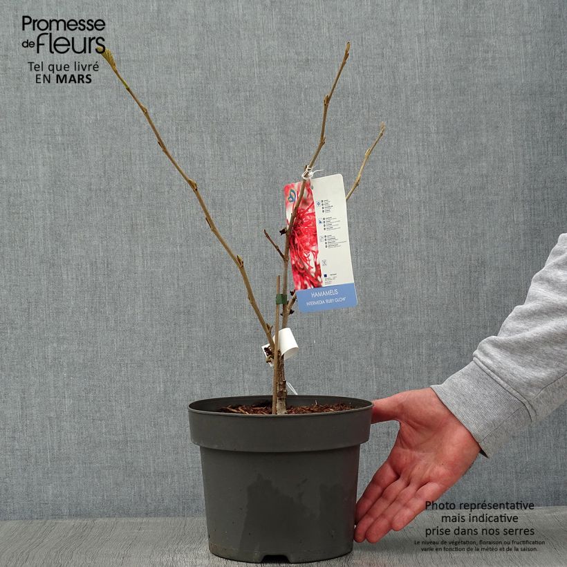 Hamamelis intermedia Ruby Glow - Amamelide Vaso da 4L/5L esemplare consegnato in inverno