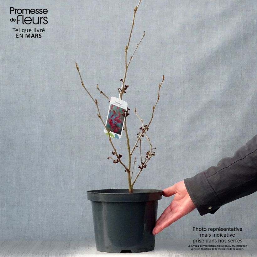 Hamamelis intermedia Ruby Glow - Amamelide Vaso da 4L/5L esemplare consegnato in primavera