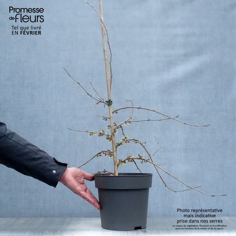 Hamamelis japonica Pendula - Amamelide Vaso da 6L/7L esemplare consegnato in inverno